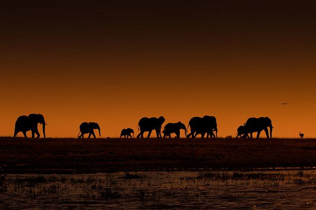 030 Chobe NP, olifanten.jpg